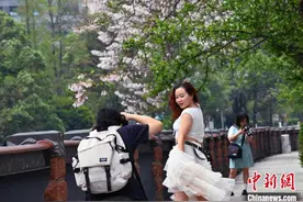 成都：红星桥泡桐花盛开引游人图片