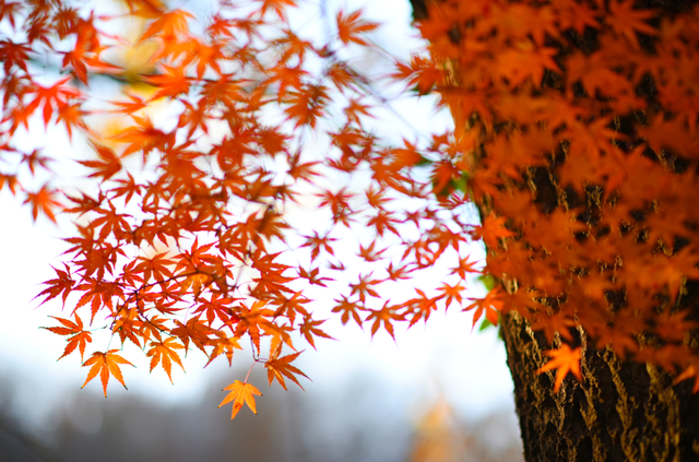 巢湖红枫满枝桠 初冬时节尽诗意