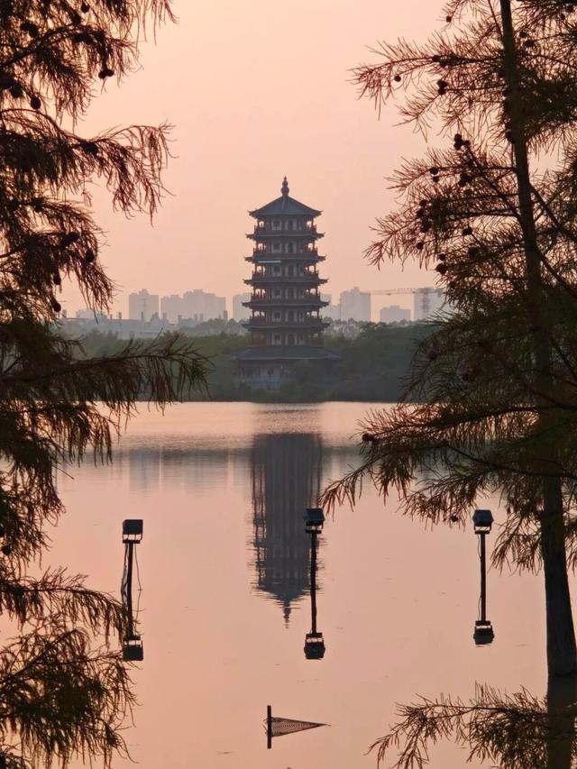 进入观赏期！东莞多处落羽杉，红了！