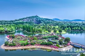 门票半价优惠！中国旅游日，恰逢月季最佳观赏期，来辰山赏花吧～图片
