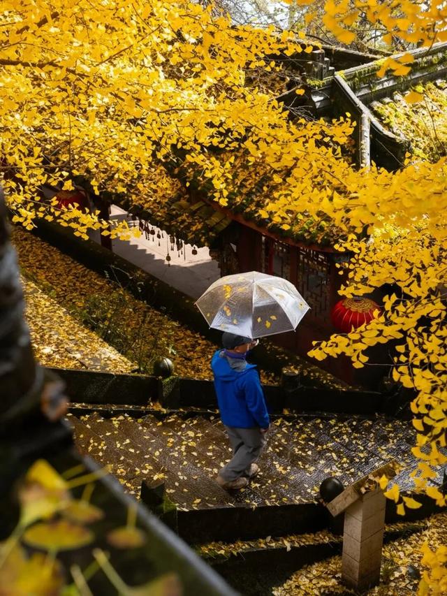 蒙顶山的银杏你不必问，绝对值得一场奔赴！