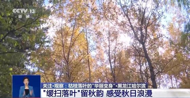 央视关注青岛：落叶“艺术变身”成公园景观和设施