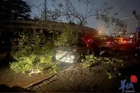 小车停在路边被树砸中，谁负责？图片
