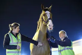 50匹赛马飞16小时抵达，全球最高级别！上海这项赛事即将开赛，“接马”现场直击→图片