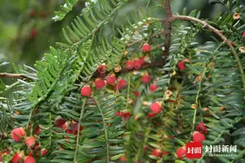 在蜀道，偶遇“植物大熊猫”｜寻路蜀道图片