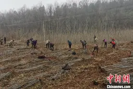 湖南石门：无患子产业激活乡村振兴“新引擎”图片