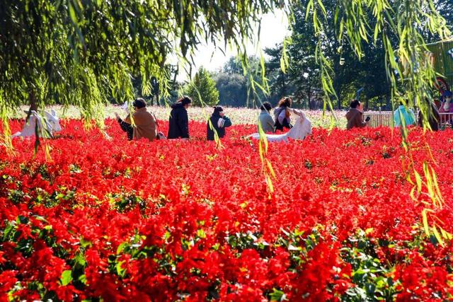 金秋时节，羊亭河公园变“打卡胜地”