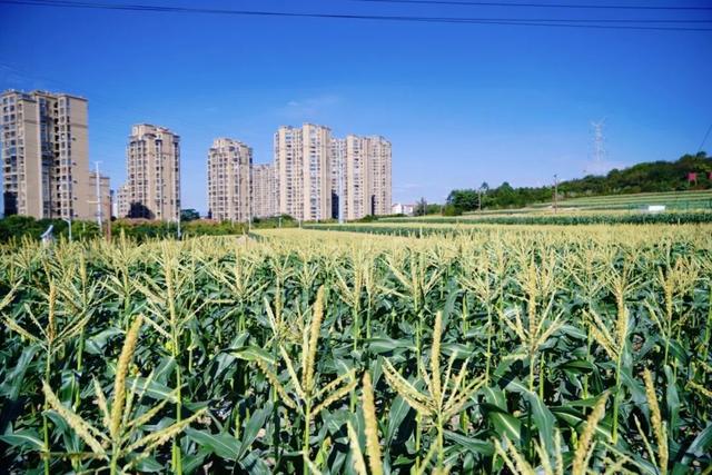 平时不出门，但如果是翔安的果蔬熟了，那我得跑着去！