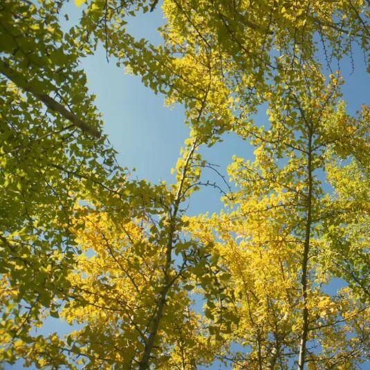 别再等！宝山这里已把秋日色阶拉满