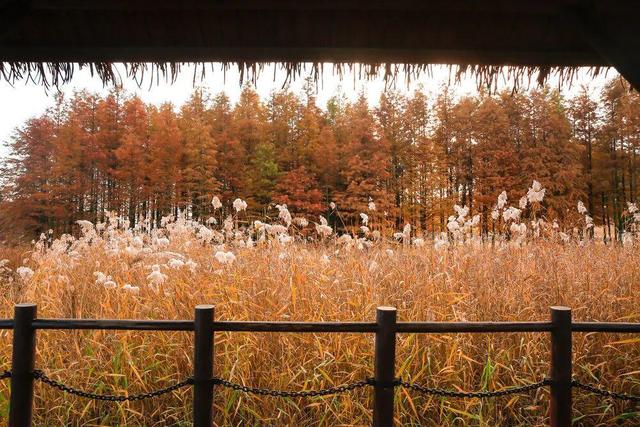 在长沙，幸福也许是听得见的风声，看得见的红叶……