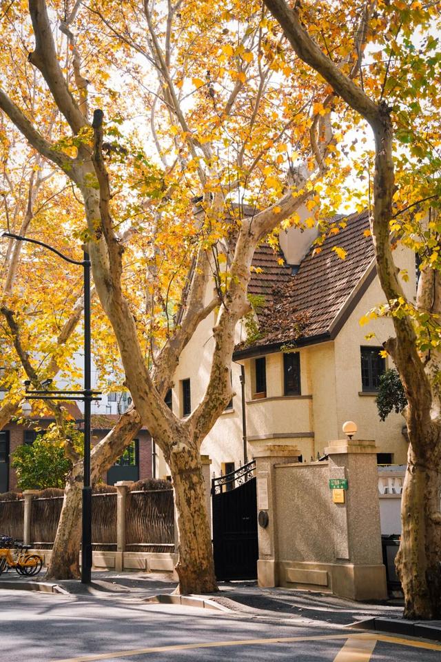 上海顶级秋景！藏着传统中国色→