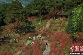 广西南宁：桃花盛开 春色满园图片