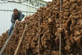 在“陇上江南”，中药产业结硕果图片