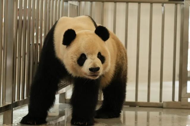 中国大熊猫保护研究中心绵阳基地投入试运行