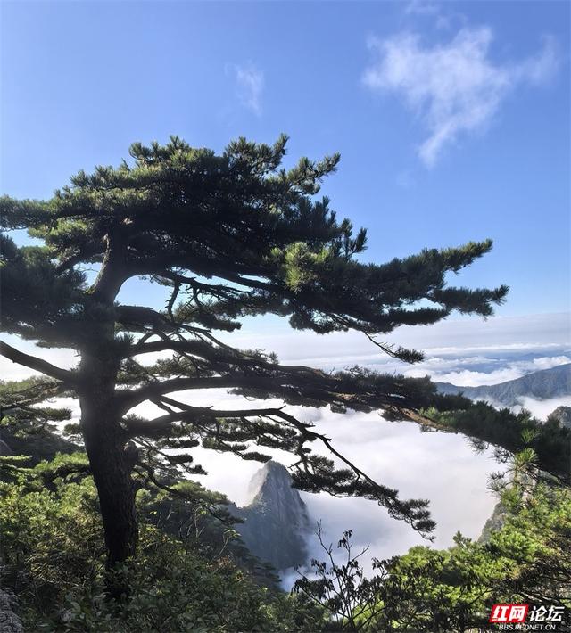 秋游时刻丨如果秋天有底色，那一定是黄山的样子吧？