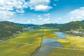 福鼎：荒田披“绿锦”  蹚出新“稻”路图片