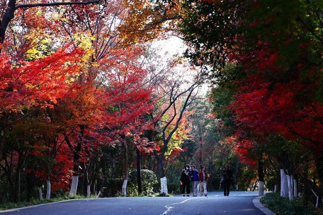 官宣：栖霞山进入最佳观赏期！