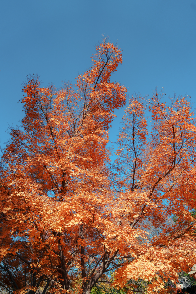东湖这四处绝美秋景，出片率100%