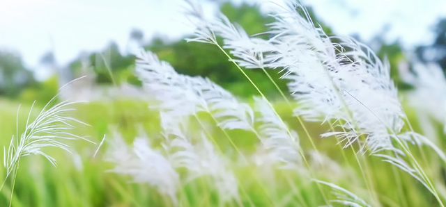 安逸四川 乐游绵阳 ‖ 秋风起，芦花漾！江油这抹秋日温柔，又到了最美的时候