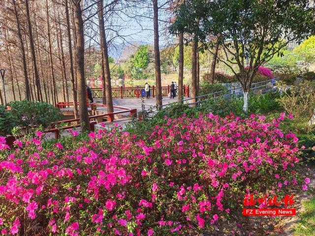 3万多株！福州将现成片杜鹃花海！为期一个多月