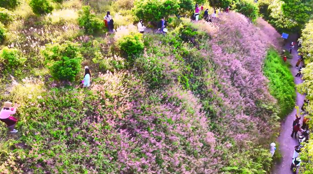 火了！玉林这片粉紫色的山坡，吸引不少人打卡