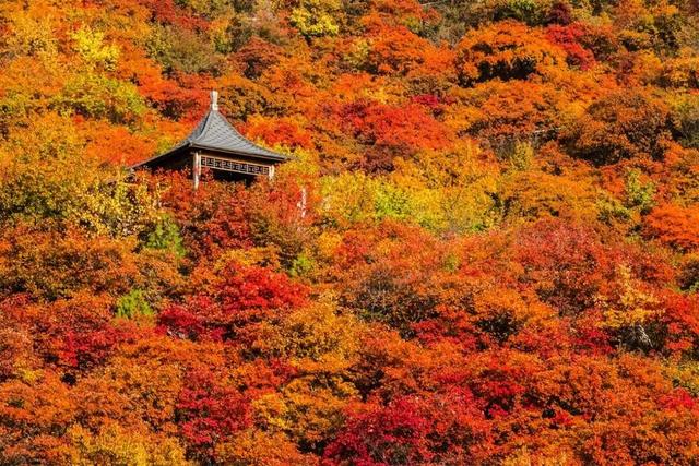 太美了！北京这里的“漫山红叶”推窗即揽！（文末送福利）