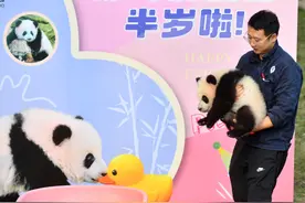 重庆动物园大熊猫“好奇”幼崽半岁了图片