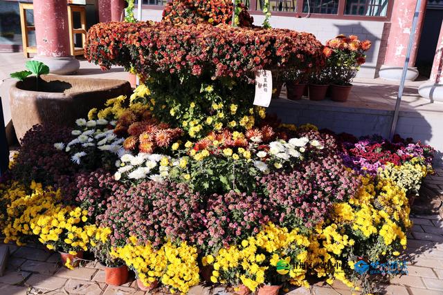 甘州府城：一半是人间烟火，一半是菊韵诗魂