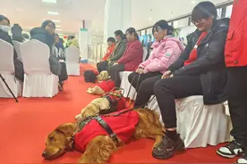 北京首家导盲犬培训基地授牌，导盲犬稀缺，培训基地能带来什么图片