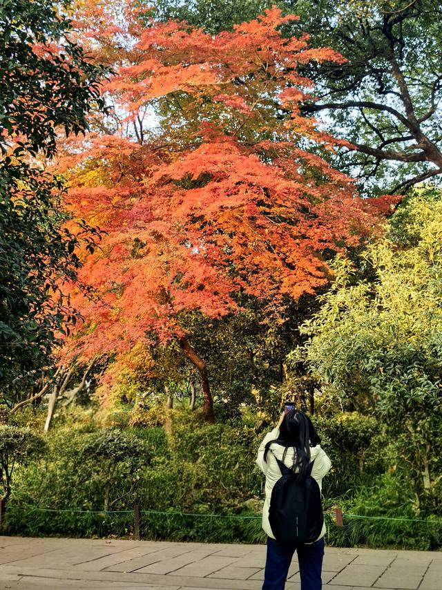 晚潮｜西湖赏枫人群中为何少了苏轼