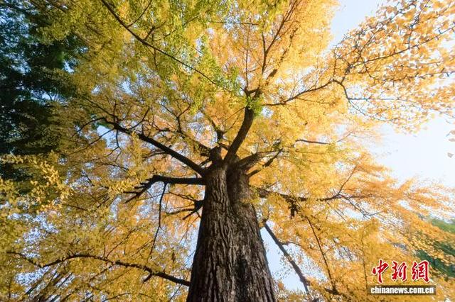 四川眉山：古祠金叶舞 诗意醉游人