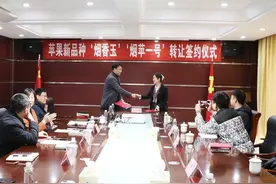 烟台苹果喜迎新春“开门红”！“烟香玉”“烟苹一号”苹果新品种昨天成功转让开发图片