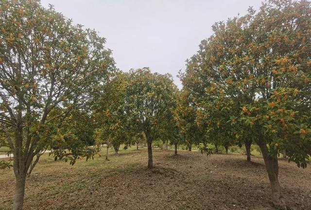 休闲好去处+1，昆秀湖公园开放啦！