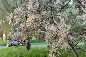 “四月飞雪”竟和性别比失调有关？河南正制定首份防控技术指南图片