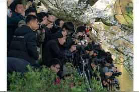 为拍樱花，“隔壁”有人晚上10点去西湖占机位！最美樱花风景本周末要来了，你的机位找好了吗图片