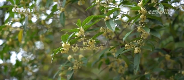 特色“秋日颜值”转化为“文旅产值” 各地“赏秋经济”热力十足