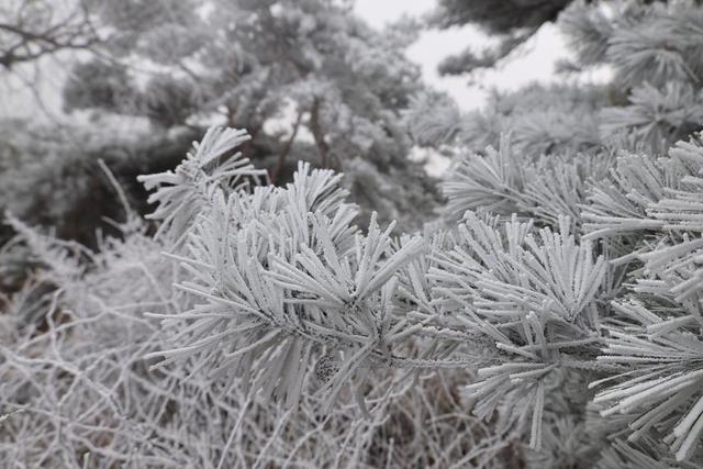 雾凇漫岭 鲁山今冬首场雾凇奇观登场