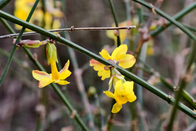 快出门！今年梅花开好啦，就是这么早！