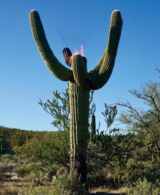 最新资讯-这届上海双年展，是给感官和心灵的“光合感化”(5)