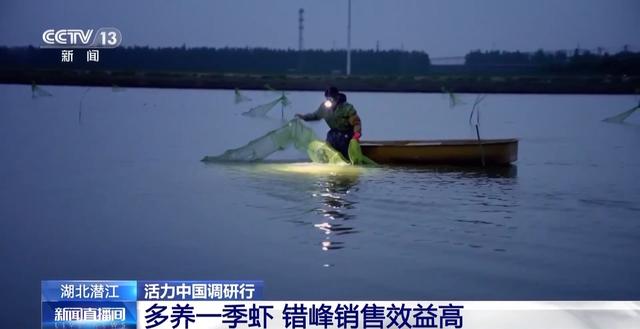 活力中国调研行丨湖北潜江大个儿“炮头虾”正“四季速达”你的餐桌