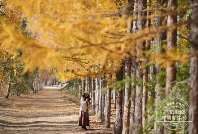 吉镜头丨赏秋必打卡——百木园“黄金大道”