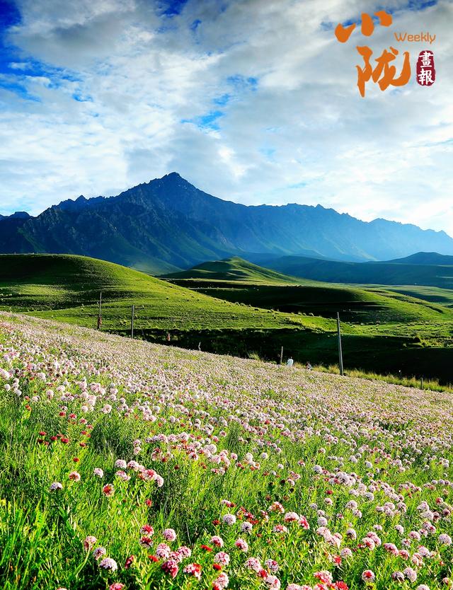 【小陇画报·387期】民乐油菜花海 金色波浪美翻整个夏天