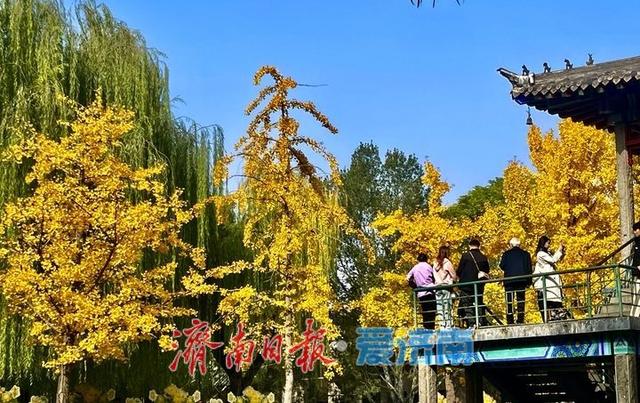 一年四季 泉在济南丨泉城秋色满目金