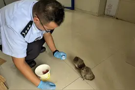 “萌”禽落难！警察蜀黍出手相助……图片