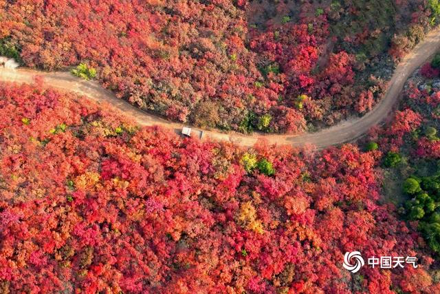 河南紫云山秋色壮丽 如一片红色海洋
