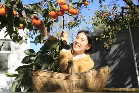 霜降至 农事忙#图片