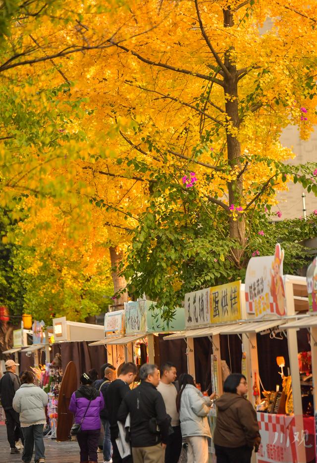 C视觉丨宽窄巷子银杏黄了 成都“金色浪漫”正当时