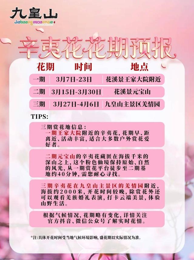 徒步党的春天！九皇山辛夷花已开爆，徒步奖牌还能换福利｜我心目中的“锦绣天府·安逸四川”