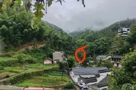 安徽黄山一老太被马蜂蜇伤致死，家属称曾请求村里捣毁马蜂窝未果图片
