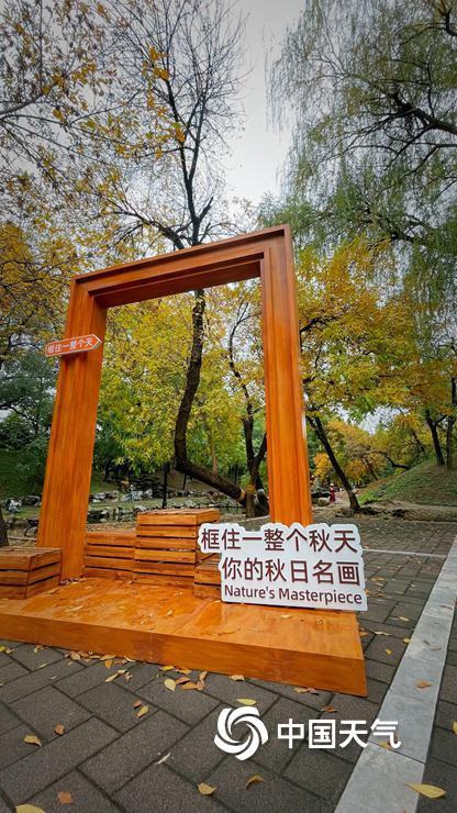 满枝“金叶”凝秋韵 北京圆明园赏秋正当时